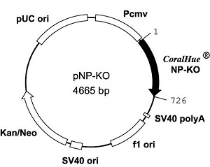 Plasmid map of pNP-KO